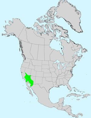 North America species range map for Monoptilon bellioides: Click image for full size map.